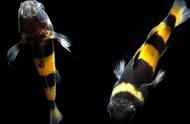 探索水族世界：蜜蜂鱼的魅力