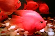 大云儿深度解析：血红鹦鹉，女星郭雪芙的宠物鱼选择