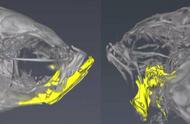 科学家成功改变斑马鱼基因，使其无法闭合嘴巴