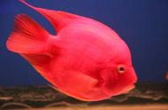 血红鹦鹉鱼饲养全攻略：水质、饲料与环境篇