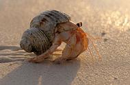 寄居蟹：甲壳动物中的“胆小鬼”，一生都在寻找自己的“家”