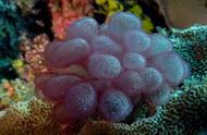海底珊瑚大揭秘：你认识这些神秘的不知名珊瑚吗？