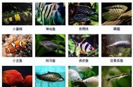 359种观赏鱼种类一览，附精美图片，鱼友们快来收藏吧！