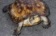 探索冷门生物：苏拉威西白头龟的科普讲座！
