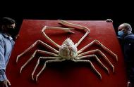 日本巨型杀人蟹：辐射真的引发了这种恐怖生物的变异吗？