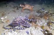 蓝环章鱼在墨尔本海域遭遇螃蟹反击，狩猎变得困难