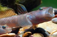 淡水虾虎鱼：金属般光泽的眼睛与独特的吼叫