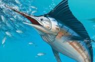 你能分辨出旗鱼和箭鱼吗？