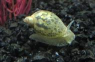 小田螺轻松解决鱼缸褐藻问题，爆螺时如何应对？