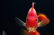 鱼体着色效果受哪些因素影响？