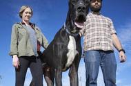 揭秘2.1米高、300斤重的全球最高狗：巨型动物的震撼世界