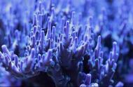 植物般的动物：珊瑚，古老而低等的生物