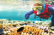 珊瑚种植者与濒临灭绝的生态系统