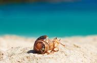 寄居蟹裸奔的致命时间：如何避免危险？
