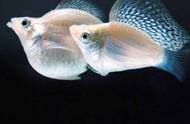 小型热带鱼在小鱼缸中为何难以长久生存？