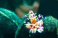 海洋中的神秘猎手：油彩蜡膜虾的奇妙世界
