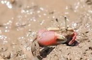 红钳蟹的泥涂滩生活