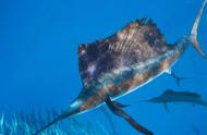 旗鱼的神秘蜕变：海洋巨物的惊人之旅！