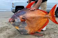 美国海滩上的巨型月亮鱼：90斤重，颜色鲜艳