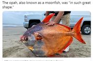 美俄勒冈州海滩现巨型“月亮鱼”，重达100磅！