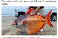 美俄勒冈州海滩现重达100磅的罕见“月亮鱼”
