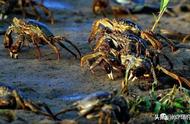 河蟹生活习性详解：养好蟹，了解透彻是关键