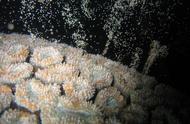 珊瑚的真面目：植物还是动物？产卵过程揭秘
