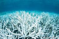 澳洲大堡礁珊瑚白化死亡：本世纪首次，大火是罪魁祸首吗？