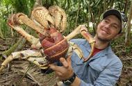 你能想象一只1米大的螃蟹的美味吗？这种陆地霸主，甚至可能吃人！