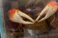巨型图氏蟹：相手蟹的钳子只有它的一半大，这是一只极品巨图