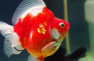 喜庆春节，三种红色观赏鱼轻松养！