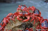 澳大利亚红蟹大迁徙：5000万只大军占领海岸线，有毒真的不能吃吗？