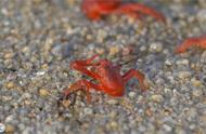小红蟹的坎坷人生