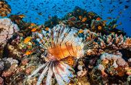珊瑚濒临灭绝，益生菌能否成为救星？