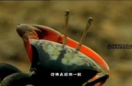 台湾招潮蟹：揭秘长着麒麟臂的神奇生物