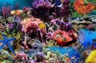 珊瑚：是动物还是植物？