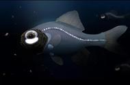 手电筒点亮的海底奇观：最独特的海水观赏鱼
