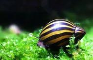 草缸观赏螺：藻类的敌人，底栖环境的守护者！