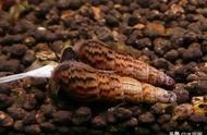 马来螺：一种令人着迷的观赏螺