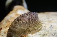 探索螺类世界：鲍鱼螺的全面解析