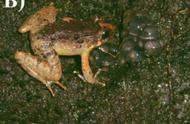 尖牙蛙新物种Limnonectes phyllofolia：全球最小的生物学奇迹