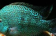 十大热带鱼种类一览