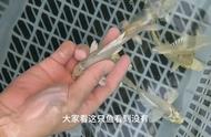 柳叶鳍：揭秘台湾蝴蝶鲤的独特之处