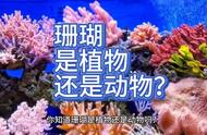 珊瑚：植物还是动物？揭秘海洋生物之谜