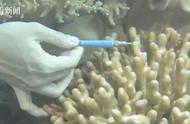 科学家探索新途径：食疗预防珊瑚白化