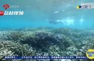 保护珊瑚，避免重蹈长江白鲟的覆辙