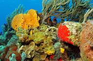 【环保警示】2070年珊瑚消失，地球将会怎样？