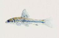 黑鳍鳈：鱼类中的异类，从丑小鸭到美丽的花花鱼