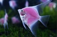 粉色光环下的转基因天使鱼，美得让人窒息