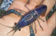 稻田中的蓝色龙虾：并非水污染，原因令人惊讶！